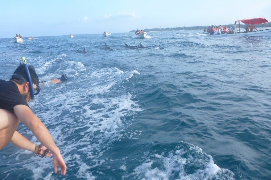 Dolphins &amp; Jozani Forest in Zanzibar