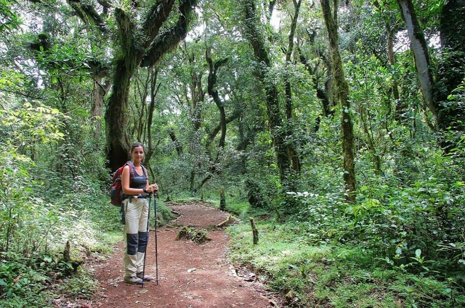 Mount Kilimanjaro Day Trek