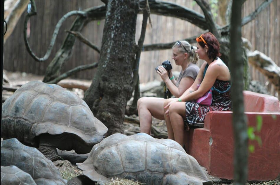 Prison Island Half Day Tour from Stone Town