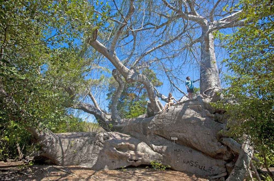 Safari Blue Boating Tour Zanzibar