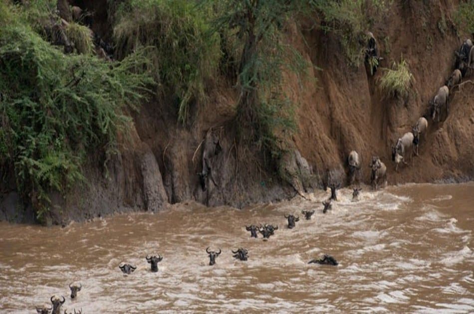 Tanzania Classic Safari Adventure