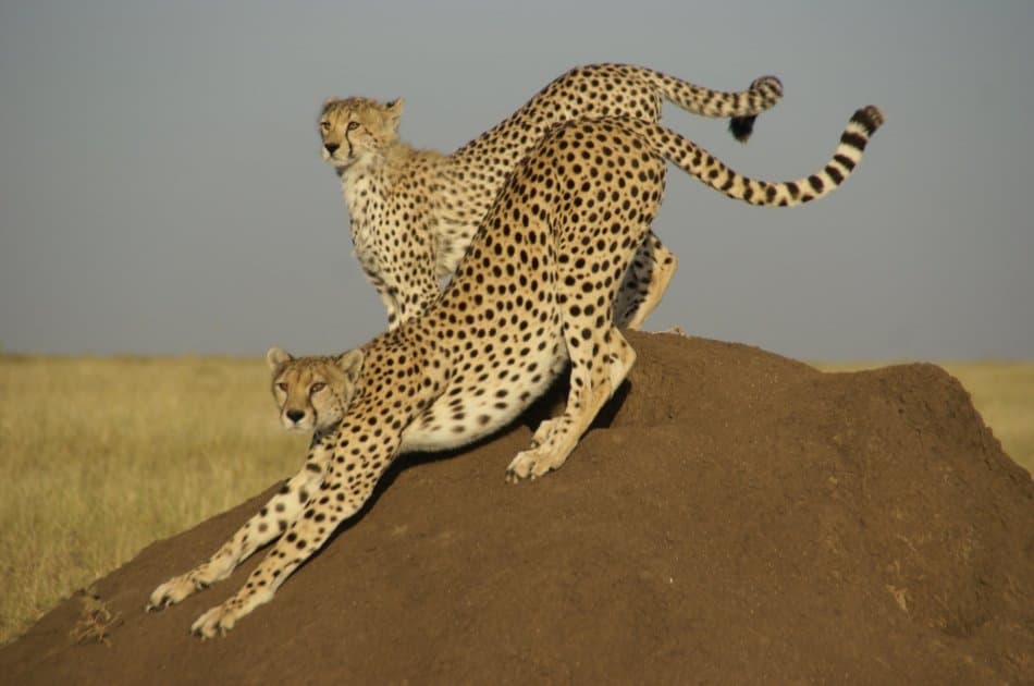 Tanzania Wilderness Experience