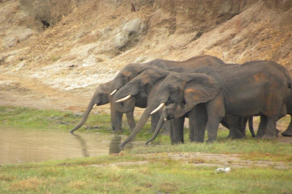 Tanzania Wilderness Experience