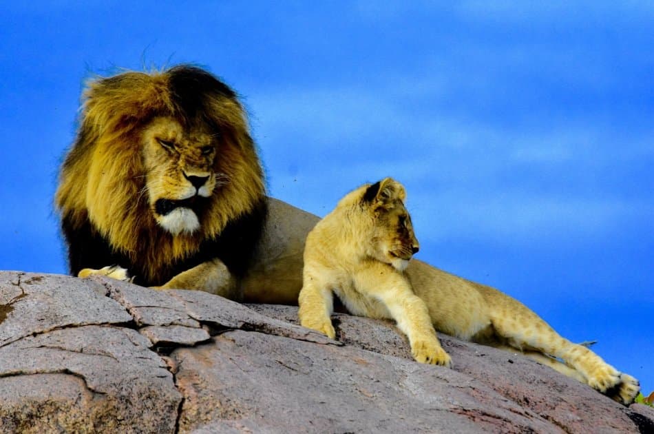 Tanzania Wilderness Experience