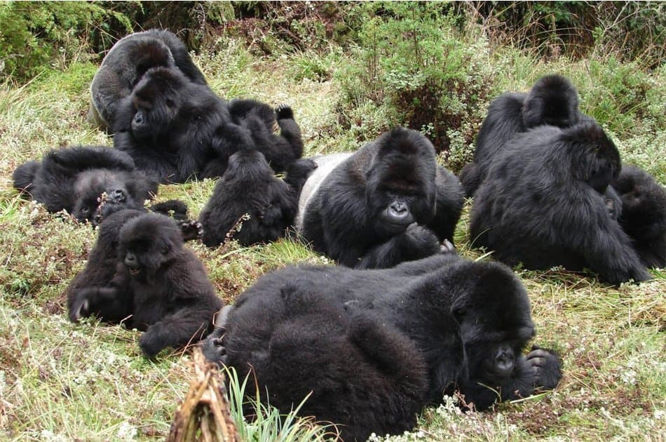 11 Days Classic Wildlife Of Uganda Tour