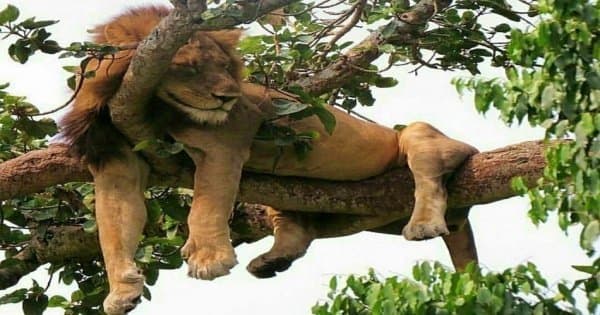 13 Days Trip Essential Uganda