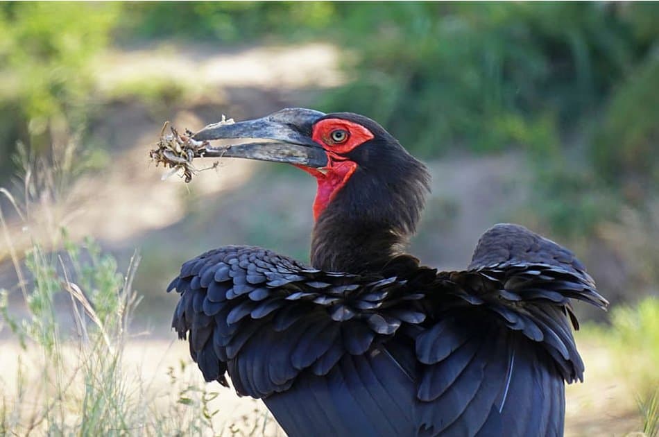 5 Days Bwindi, Lake Bunyonyi And Lake Mburo