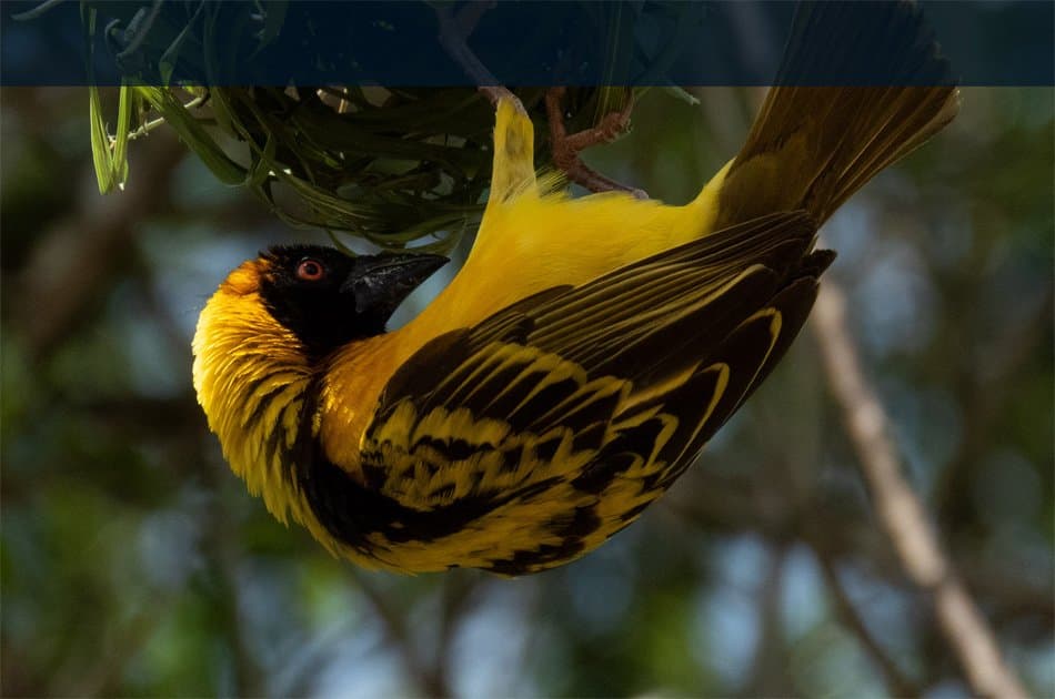 5 Days Bwindi, Lake Bunyonyi And Lake Mburo