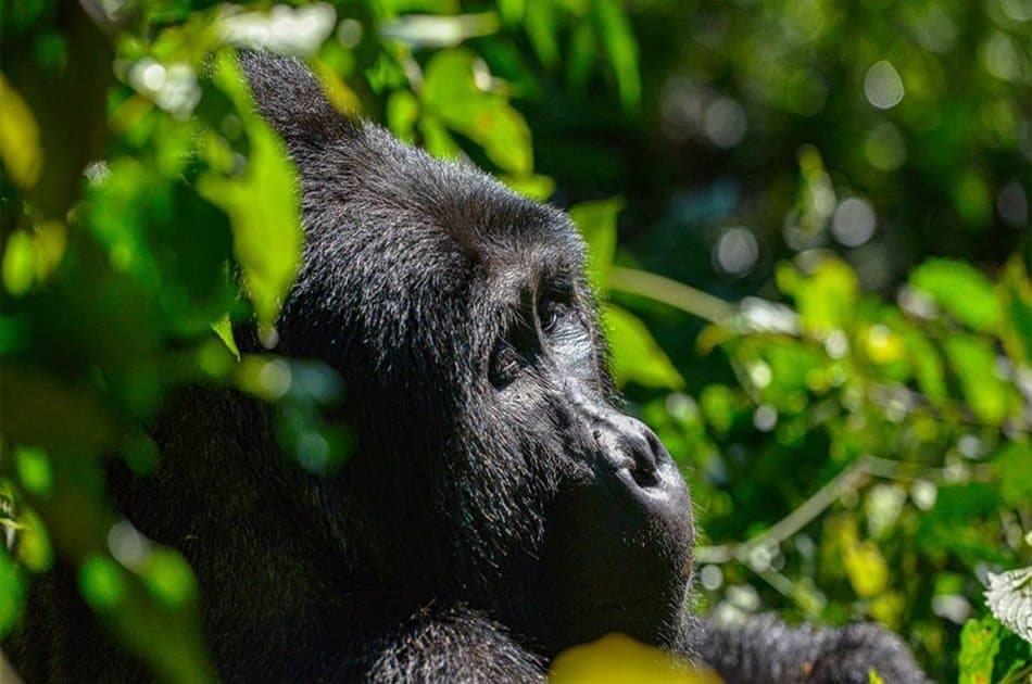 6-day Private Uganda Primate Explorer