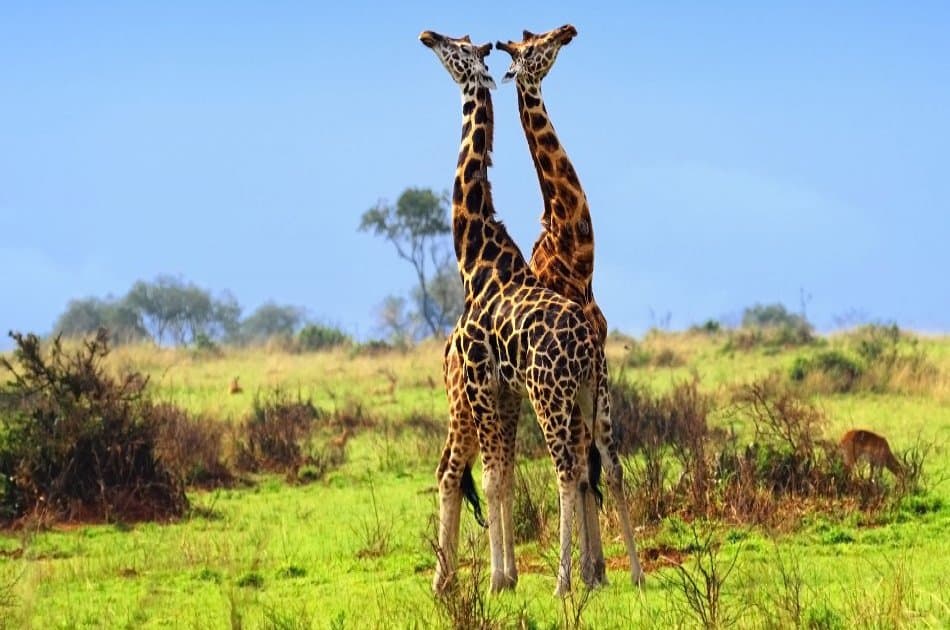 9 Day Safari From Kampala