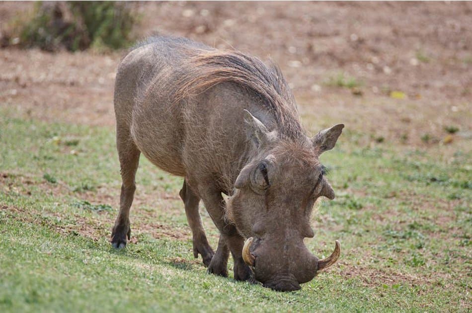 9 Days Uganda Safari Encounter