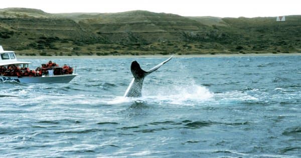 Have A Whale Of A Time in Peninsula Valdes - Whale Watching