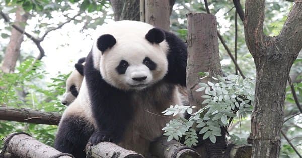 Beijing Private Tour of Summer Palace, Beijing Zoo, Yonghe Lamasery, Hutong Tour