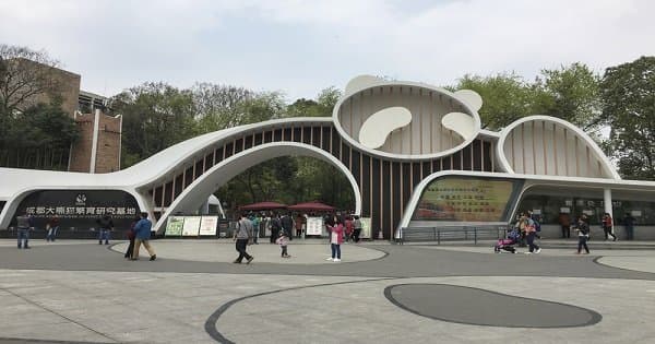 Chengdu Full-day Private Tour of Panda Hometown and Taoist Mountain