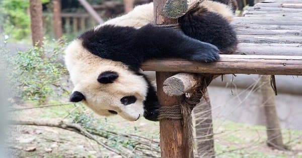 Chengdu Impression Private Day Tour of Giant Panda and Sichuan Cuisine Museum