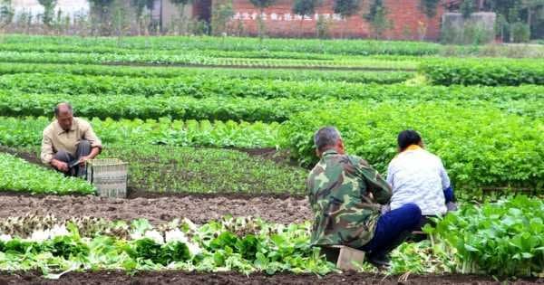 Full Day Private Tour of Daxu Old Town and Yaoshan Tea Plantation
