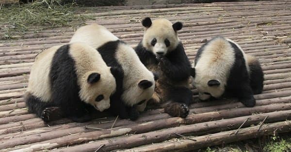 Giant Pandas and Huanglongxi Ancient Town in One Day From Chengdu on a Private Tour