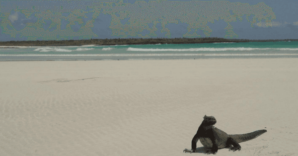 Day Trip to Tortuga Beach and Bay