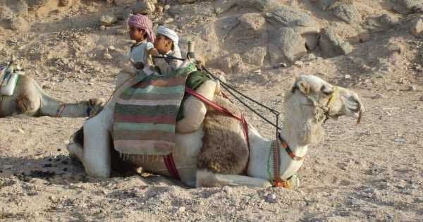 Sunset Horse/Camel Ride In Luxor