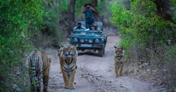8 Days Golden Triangle Excursion with Ranthambore Wildlife Safari