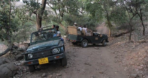 Ranthambhore Tiger Safari Day-Tour from Jaipur