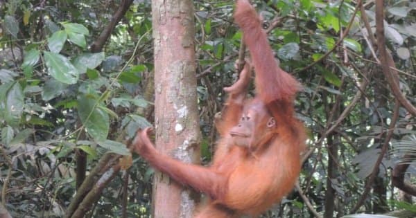 3 Days Medan - Bukit Lawang Orangutans Tour