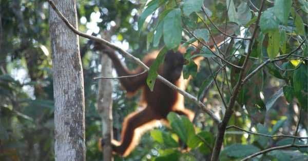 Breakfast With Orangutans