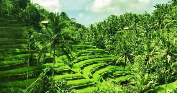 Half Day Tropical Trekking in Bali