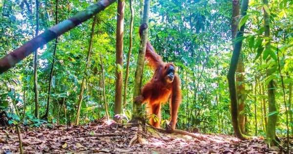 North Sumatran Orangutan and Jungle Trekking