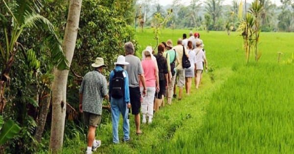 Rice Paddy Trekking Tours with Lunch from Ubud