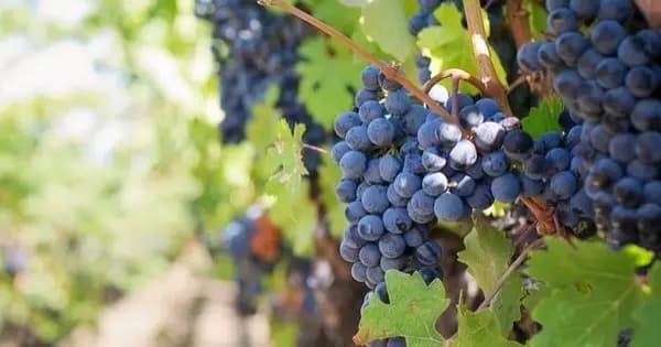 WINE TASTING IN A LOCAL CELLAR