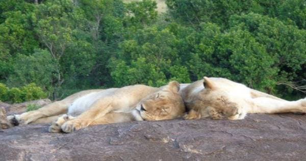 12 Day Kenya and Zanzibar Honeymoon Tour From South Africa