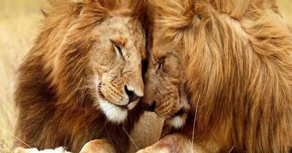 4 Day Amboseli, Tsavo East & West National Parks Safari