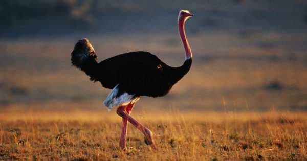 4 Day Majestic Masai Mara and Lake Nakuru Safari