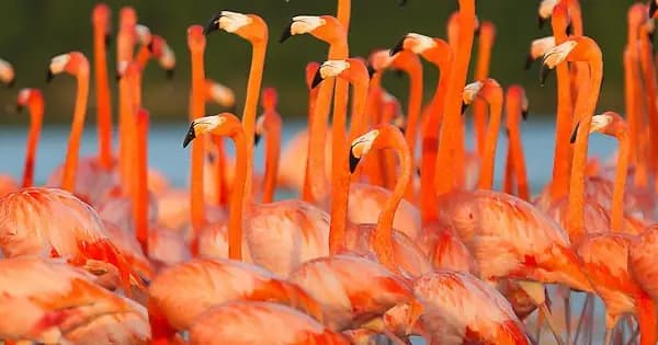 4 DAYS MAASAI MARA - LAKE NAKURU BUDGET GROUP SAFARI