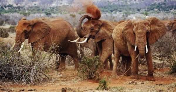 8 Day Lake Nakuru, Masai mara & Mombasa Extension