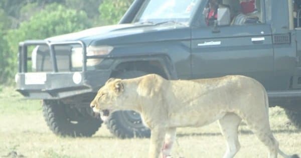Amazing Masai Mara 3 Days 2 Nights Small Group Safari from Nairobi
