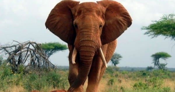 Kenya and Tanzania 10 Days Adventure Safari