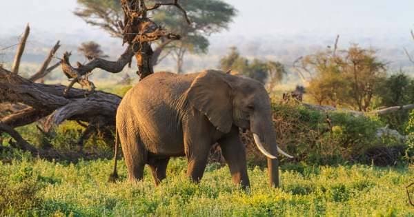 Nairobi National Park