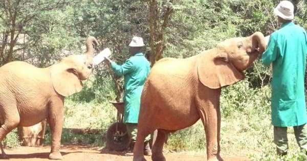 Remarkable Nairobi Half Day Tour: Animal Orphanage & Elephant centre