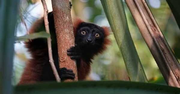 Madagascar Yacht Charter Safari 7 Nights