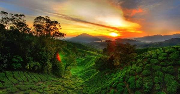 Cameron Highland Day Tour from Kuala Lumpur
