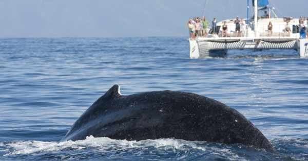 7 Hour Private Catamaran SB Tour ( up to 45 people)