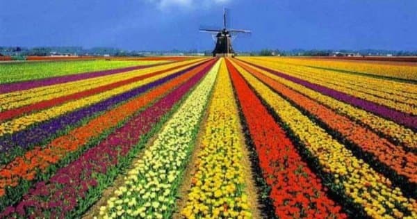 Half-Day Keukenhof Tour from Amsterdam