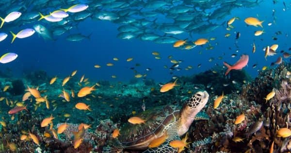 Puerto Galera Scuba Diving for Beginners