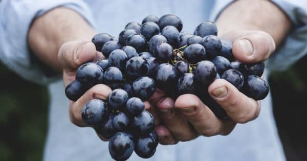 Private Douro Valley Grape Harvest Tour w/ Wine Tasting & Lunch