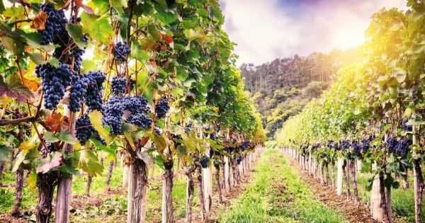 Romanian Wine Tasting in Buzau