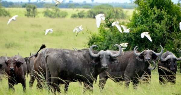1 Day Big 5 & Big Cats in Akagera National Park Private Tour