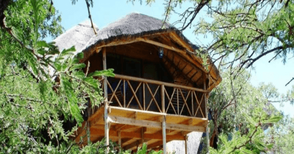 3 Day Luxury Tree House Safari