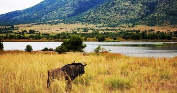 Pilanesberg Day Safari from Johannesburg